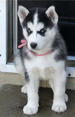Sibiřský husky na prodej bez PP
