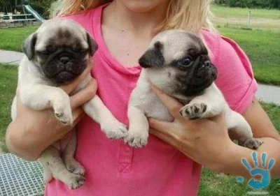 Mops na prodej s PP
