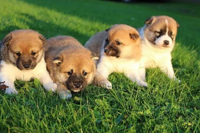 Shiba inu štěňata s pp,