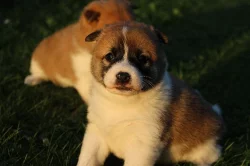 Shiba inu štěňata s pp,
