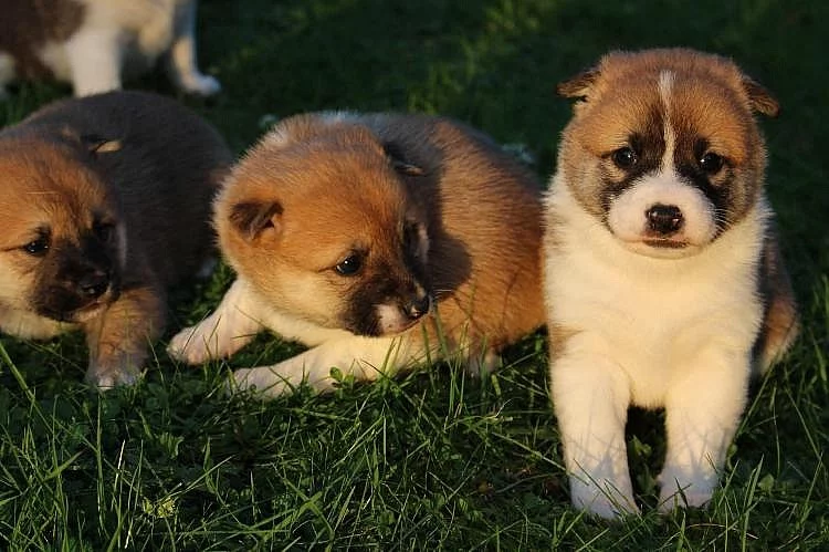 Shiba inu štěňata s pp,