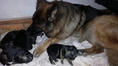 Německý ovčák štěňata