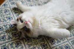 Ragdoll koťata s PP