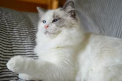 Ragdoll koťata s PP