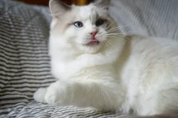 Ragdoll koťata s PP