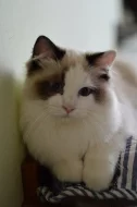 Ragdoll koťata s PP