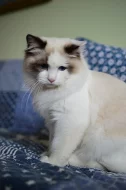 Ragdoll koťata s PP