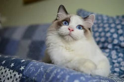 Ragdoll koťata s PP