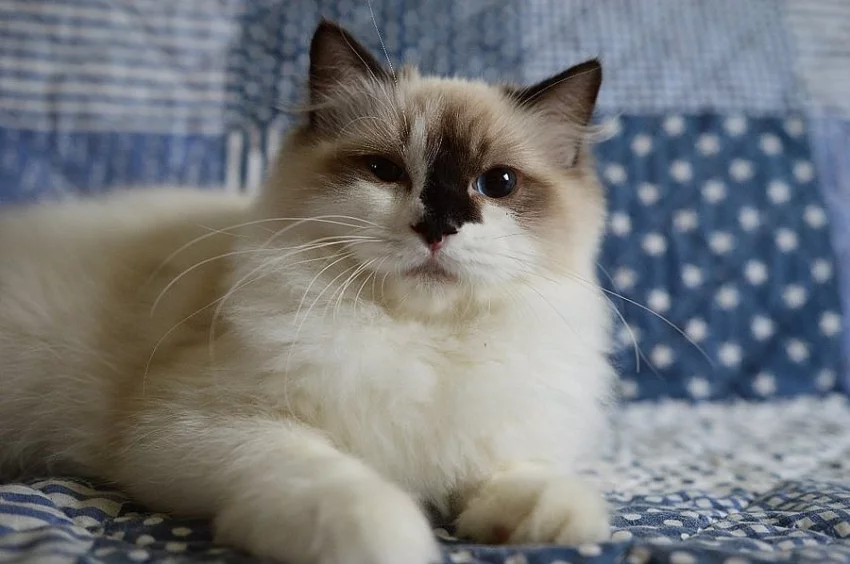 Ragdoll koťata s PP
