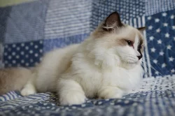 Ragdoll koťata s PP