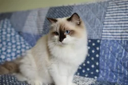 Ragdoll koťata s PP