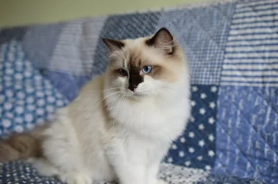 Ragdoll koťata s PP