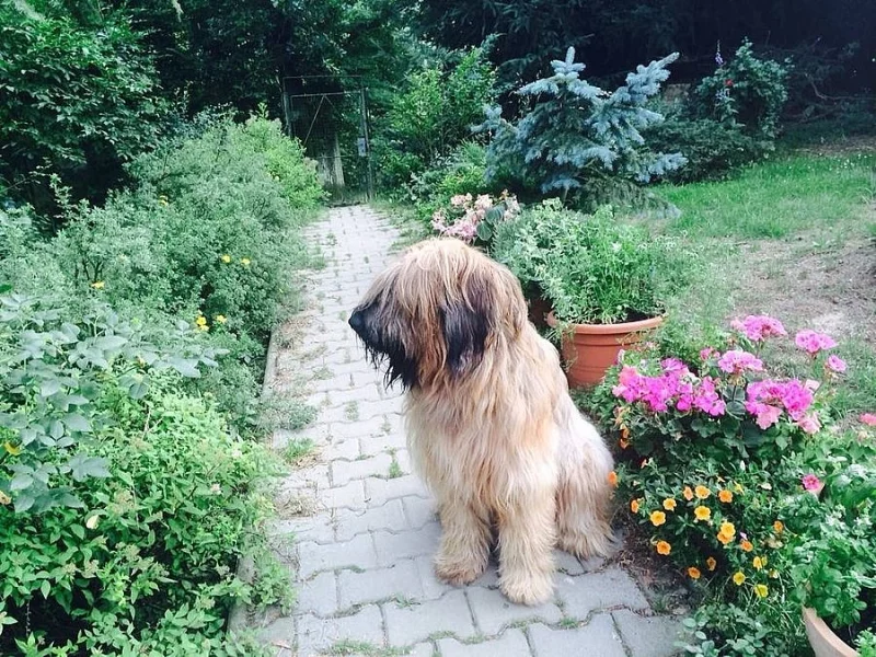 Daruji fenku Briarda