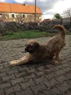 Daruji fenku Briarda