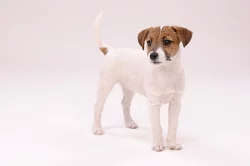 Jack Russell teriér
