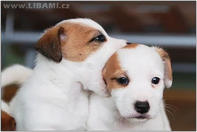 Jack Russell teriér