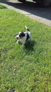 Parson