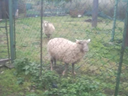 2 letošní jehňata na prodej