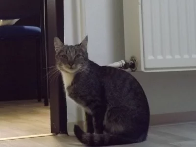 Kdo se ujme nalezené kočičky ?