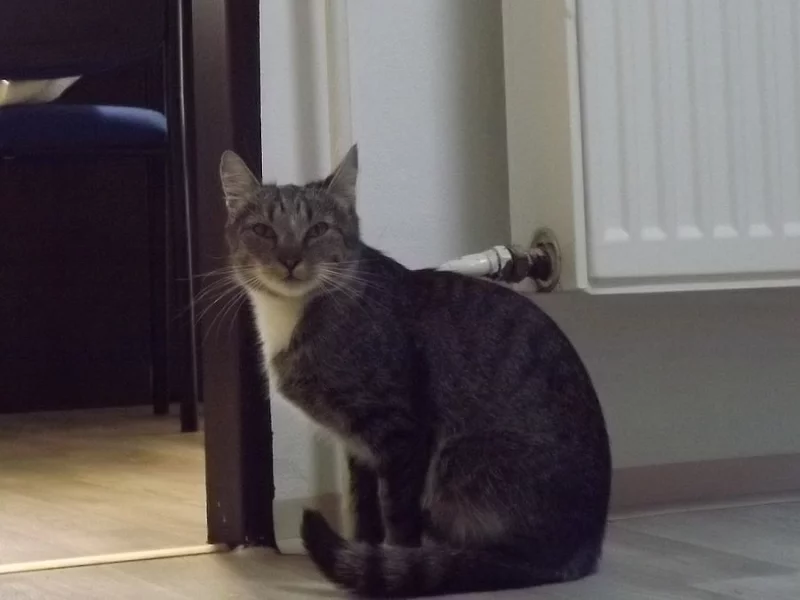 Kdo se ujme nalezené kočičky ?