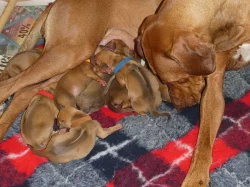 Rhodéský Ridgeback štěňata s pp