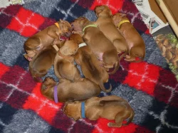 Rhodéský Ridgeback štěňata s pp