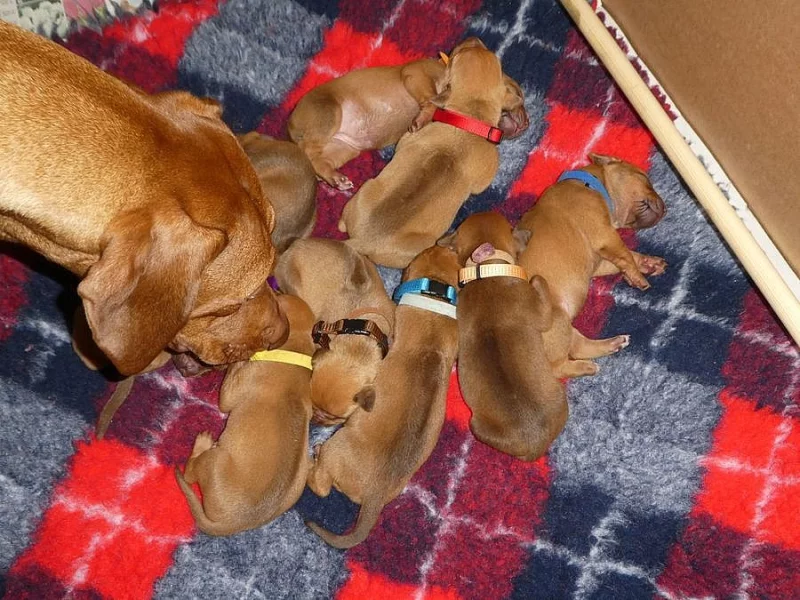 Rhodéský Ridgeback štěňata s pp