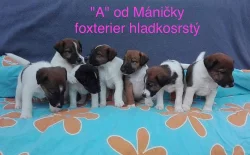 Štěňátka-FOXTERIER HLADKOSRSTÝ s PP