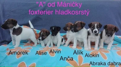 Štěňátka-FOXTERIER HLADKOSRSTÝ s PP