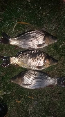 Násada kapra K2