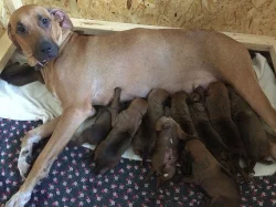Rhodéský Ridgeback štěňata s pp