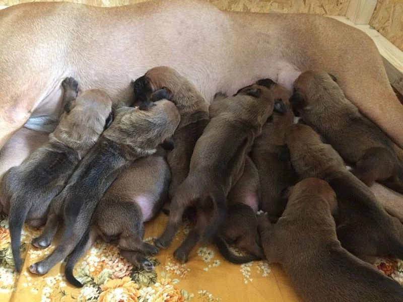 Rhodéský Ridgeback štěňata s pp