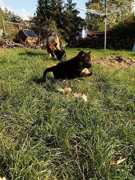 štěňátka německého ovčáka, černá se znaky s PP