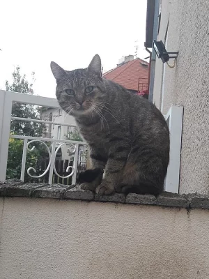 Ujměte se nalezeného kocourka