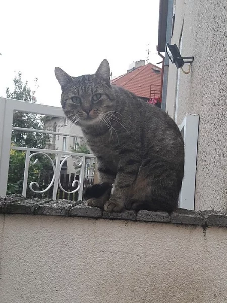 Ujměte se nalezeného kocourka