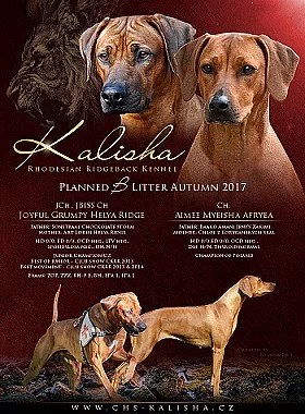 Rhodéský ridgeback s PP