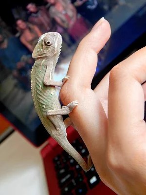 Chameleon jemenský - mláďata