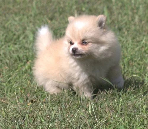 Super mini pomeranský medvídek