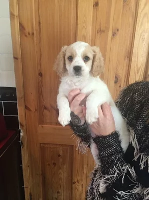 F1 Miniaturní Cavapoo pro sváteční dárky.