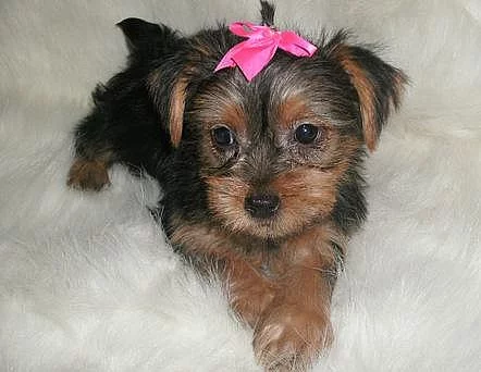 Štěňata Yorkshire Terriers