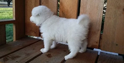 rodokmen Samoyed Girl