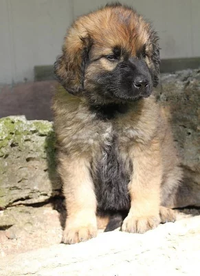 Leonberger Stud požadoval službu našemu Leonbergerovi.