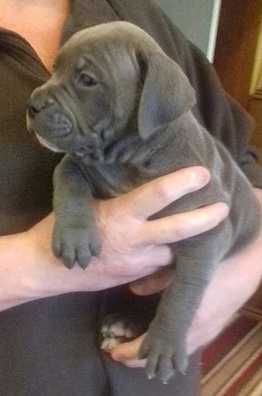 Zřídka bílé mastiff Now Up For Stud.