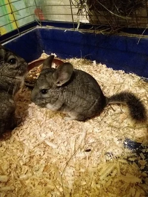 Prodám mláďata činčily - samec a samička