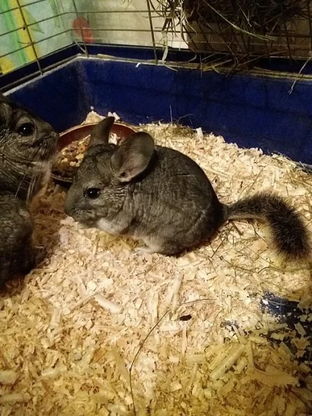 Prodám mláďata činčily - samec a samička