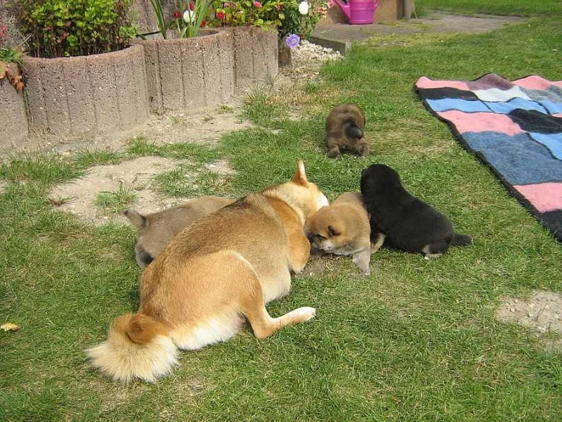 Shiba inu štěňata s pp