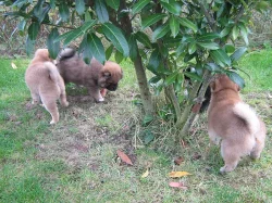 Shiba inu štěňata s pp