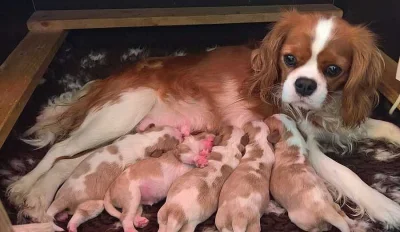 Kavalír King Charles španěl štěňata s pp
