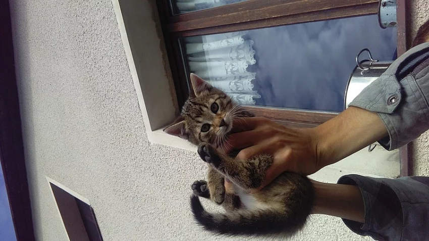 Roztomilá kočička