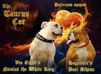 Staroanglický buldog štěně s PP